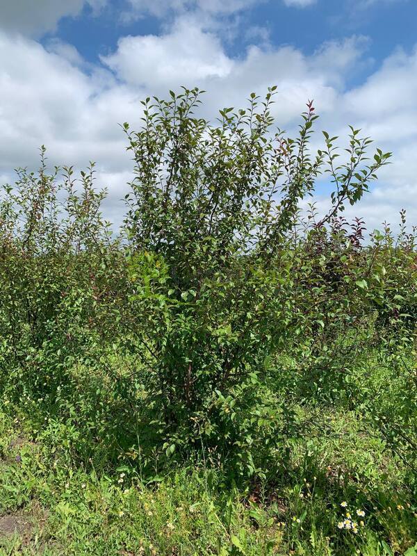 Декоративная яблоня Недзведского Недзвецкиана (Niedzwetzkyana)