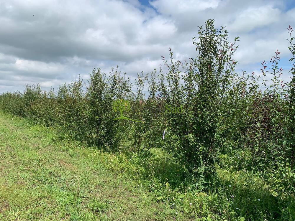 Декоративная яблоня Недзведского Недзвецкиана (Niedzwetzkyana)