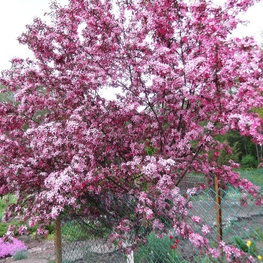 Декоративная яблоня Недзведского Недзвецкиана (Niedzwetzkyana)