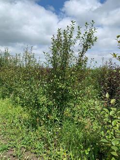 Декоративная яблоня Недзведского Недзвецкиана (Niedzwetzkyana)