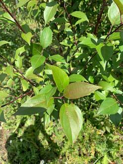 Декоративная яблоня Недзведского Недзвецкиана (Niedzwetzkyana)