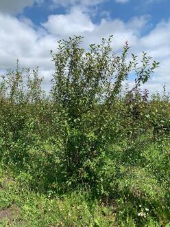 Декоративная яблоня Недзведского Недзвецкиана (Niedzwetzkyana)