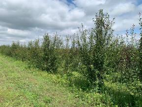 Декоративная яблоня Недзведского Недзвецкиана (Niedzwetzkyana)