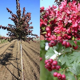 Декоративная яблоня Скарлетт (Scarlett)