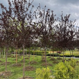 Декоративная яблоня Скарлетт (Scarlett)