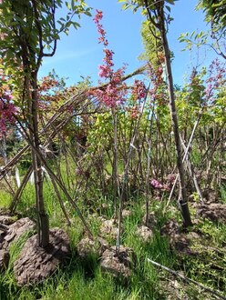 Декоративная яблоня Скарлетт (Scarlett)