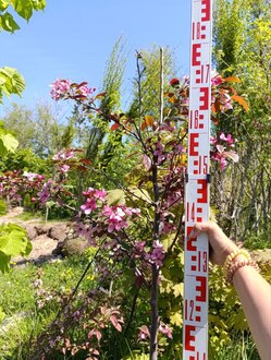 Декоративная яблоня Скарлетт (Scarlett)