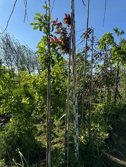 Декоративная яблоня Скарлетт (Scarlett)