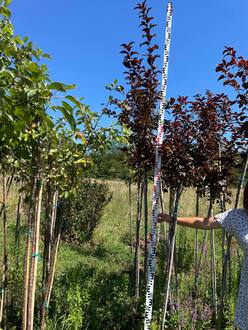 Декоративная яблоня Скарлетт (Scarlett)