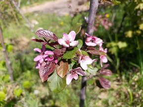 Декоративная яблоня Скарлетт (Scarlett)