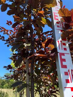 Декоративная яблоня Скарлетт (Scarlett)