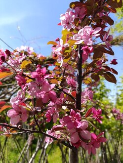 Декоративная яблоня Скарлетт (Scarlett)