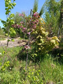 Декоративная яблоня Скарлетт (Scarlett)