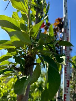 Декоративная яблоня Скарлетт (Scarlett)