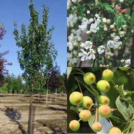 Декоративная яблоня Стрит Парад (Street Parade)