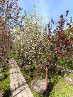 Декоративная яблоня Стрит Парад (Street Parade)