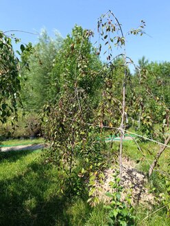 Декоративная яблоня Роял Бьюти (Royal Beaty)