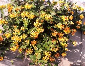 Жимолость каприфоль оранжевая