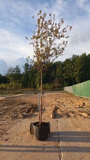 Декоративная яблоня Маковецкого (Makowieckiana)