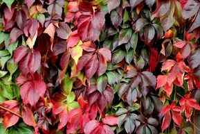 Виноград девичий Редволл (Red Wall) на опоре