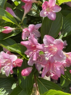 Вейгела гибридная Стириака (Styriaca)