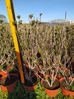 Вейгела гибридная Стириака (Styriaca)