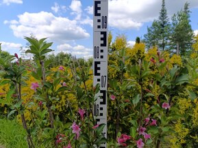 Вейгела гибридная Стириака (Styriaca)