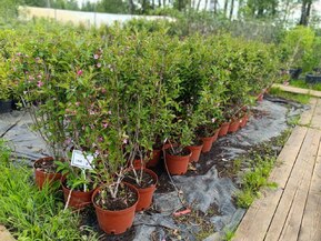 Вейгела гибридная Стириака (Styriaca)