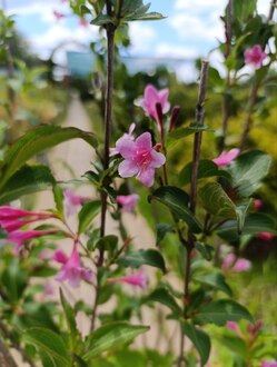 Вейгела гибридная Стириака (Styriaca)