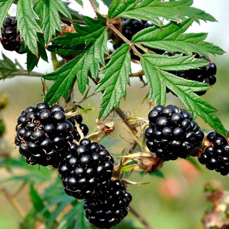 Ежевика сизая Торнлесс Эвергрин (Thornless Evergreen)