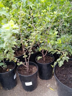 Крыжовник "Бесшипый"