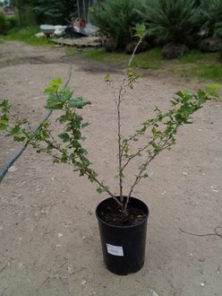 Крыжовник "Бесшипый"