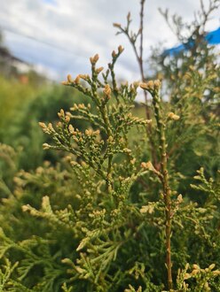 Туя западная Столвик (Stolwijk)