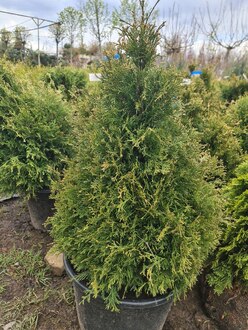 Туя западная Столвик (Stolwijk)