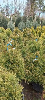 Туя западная Столвик (Stolwijk)