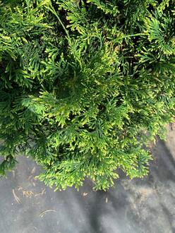 Туя западная Столвик (Stolwijk)