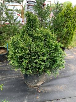 Туя западная Столвик (Stolwijk)