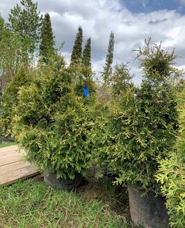 Туя западная Столвик (Stolwijk)