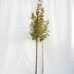 Декоративная яблоня Мокум (Mokum)