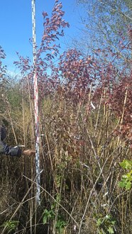 Декоративная яблоня Мокум (Mokum)