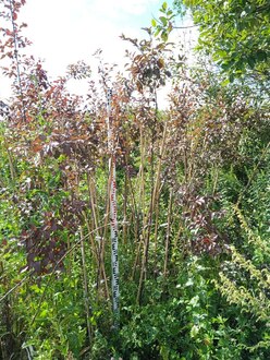 Декоративная яблоня Мокум (Mokum)