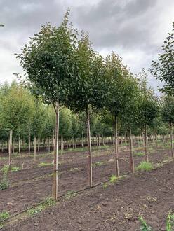 Декоративная яблоня Мокум (Mokum)