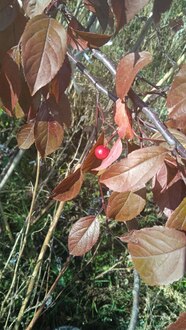 Декоративная яблоня Мокум (Mokum)