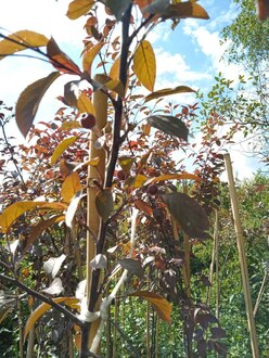 Декоративная яблоня Мокум (Mokum)