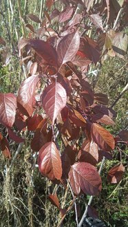 Декоративная яблоня Мокум (Mokum)