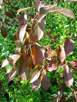 Декоративная яблоня Мокум (Mokum)