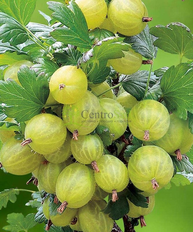 Крыжовник Инвикта (Invicta)