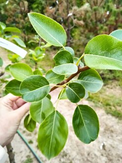 Груша "Свердловчанка"