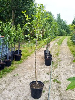 Груша "Свердловчанка"