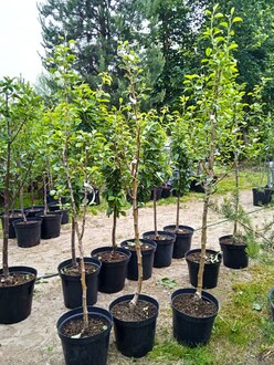 Груша "Свердловчанка"